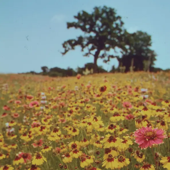 Foto von einem Feld voller Blumen, einem blauen Himmel und einem Baum.